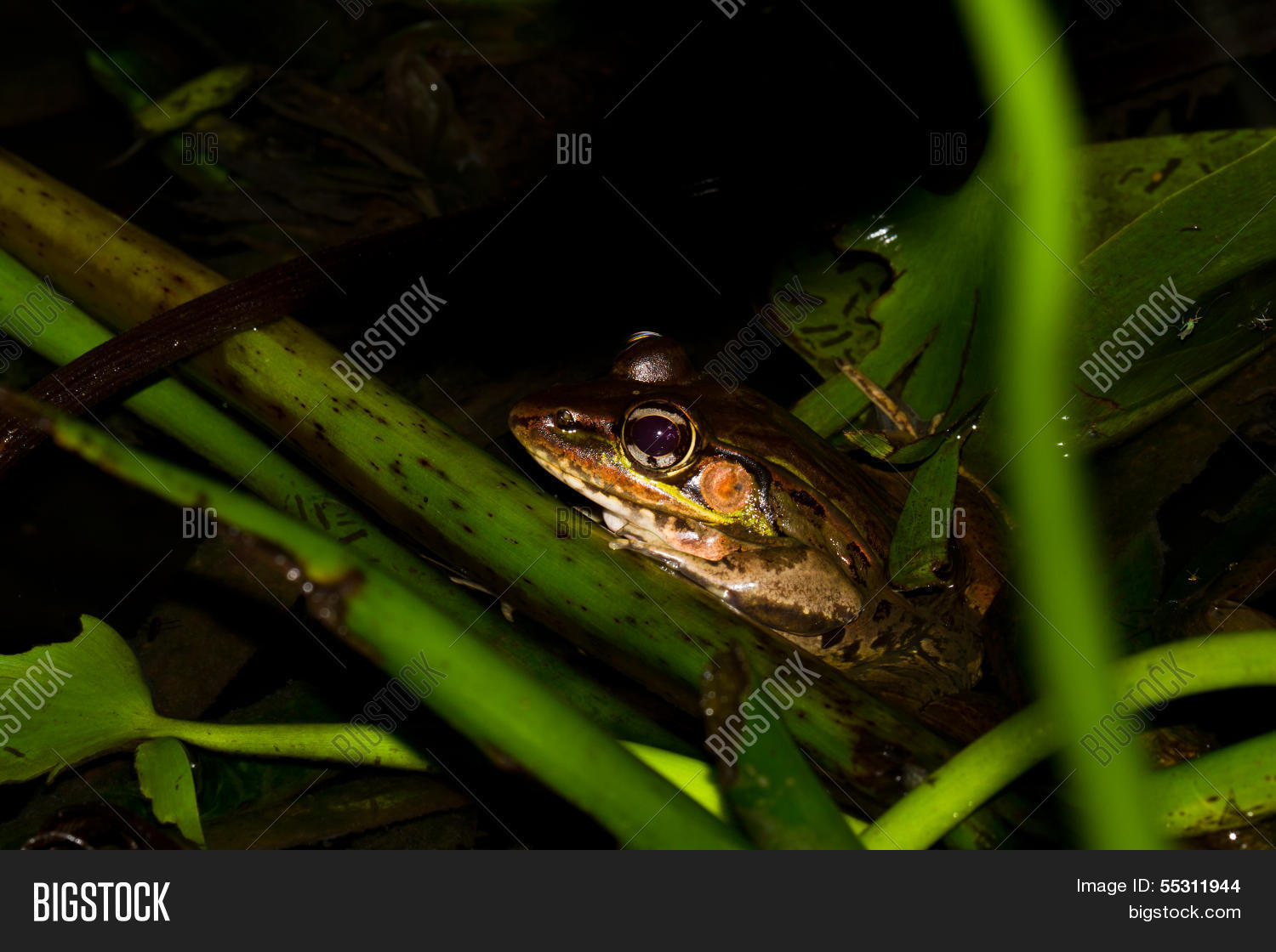 Image Preview