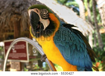 Macaw papegoja