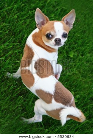 Chihuahua