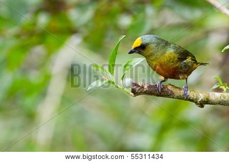 Olive Backed Euphonia