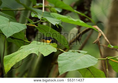 Yellow - Thoated Euphonia