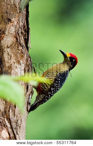 Black - Cheeked Woodpecker