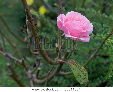 Pink Rose