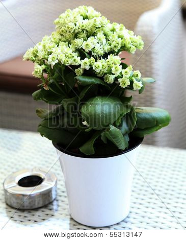 Bouquet with white flowers
