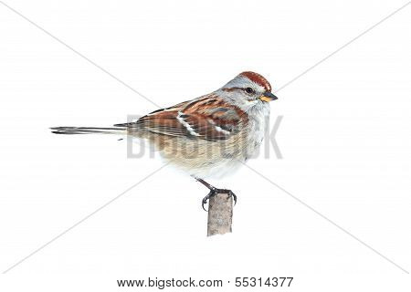 American Tree Sparrow