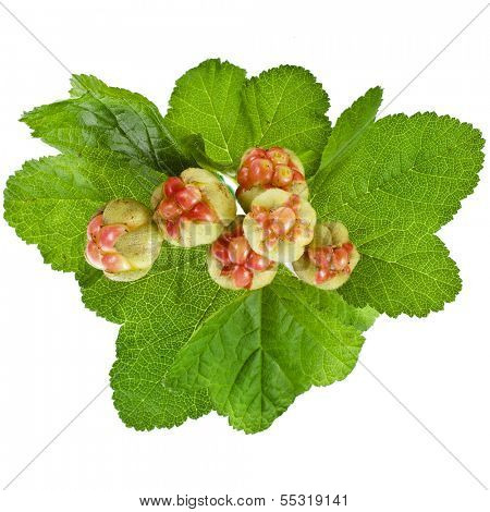 fresh cloudberry ( Rubus chamaemorus) isolated on white  background 