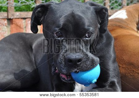 Boxer