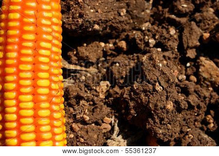 Black Soil And Corn