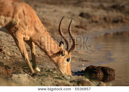 Impala na rzece