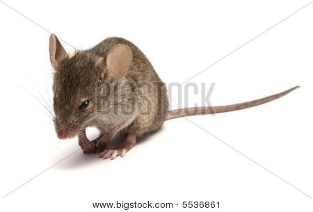 Mouse02