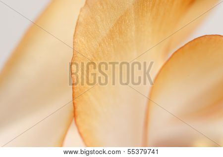 Christmas Cactus Flower