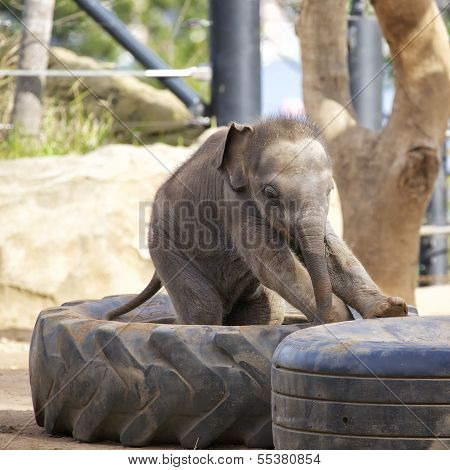 Young Elephant