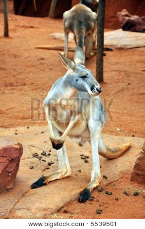 Ressembles australien