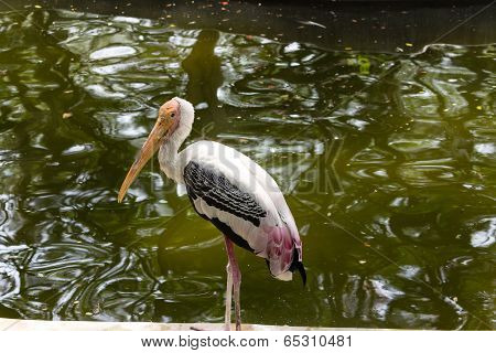 close up view of long beak of sarus crane