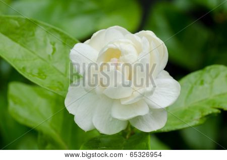 Arabian Jasmine