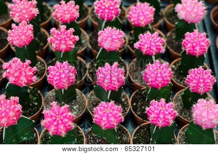 Various Colorful Cactus In Pots