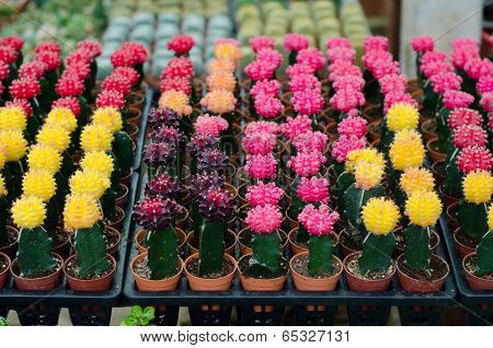 Various Colorful Cactus In Pots