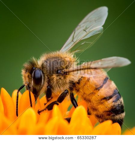 Honeybee On Orange Flower