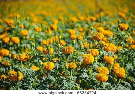 Marigold Flower