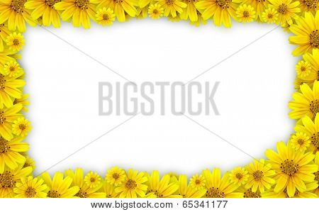 Flower frame - coreopsis lanceolata (tickseed) used for floral frame with white background