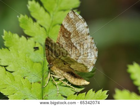 Little Thorn Moth