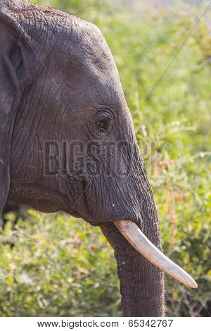 Closeup of elephant in alert