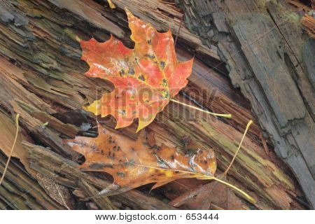 Red Maple Leafs