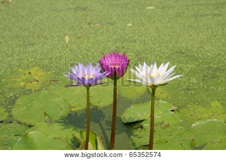 Lotus Blossoms Or Water Lily Flowers Blooming On Pond