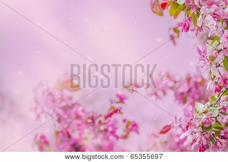 Blossom