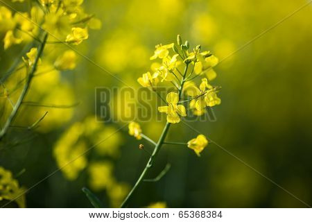 Colza (Brassica rapa)