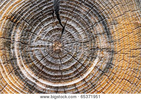 Tree Rings