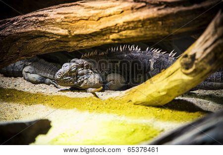 Iguana.