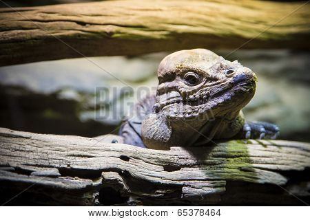Iguana.