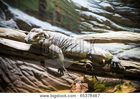 Iguana.