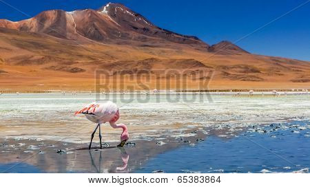 Flamingo in a lake