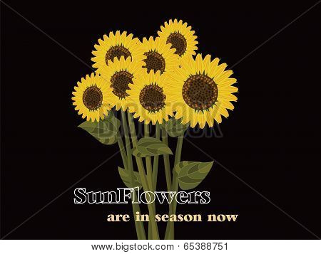 Sunflowers are in season now !!