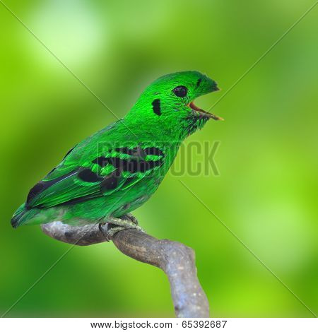 Green Broadbill Bird