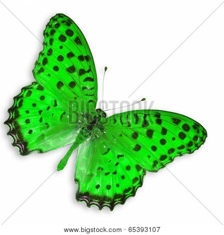 Green Butterfly