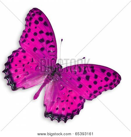 Pink  Butterfly