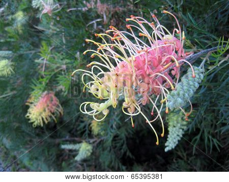 pink and yellow grevillia