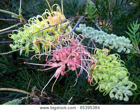 grevillea flower