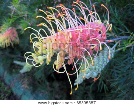 grevillia