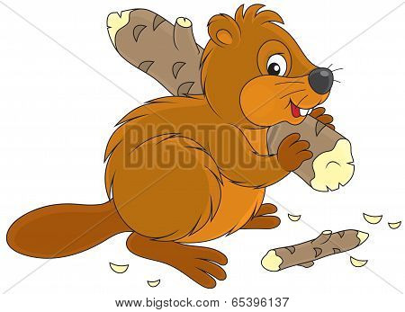 Beaver