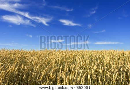 Campo de trigo