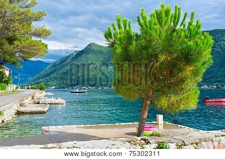 The Lonely Pine