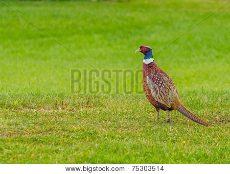 Ring-necked Pheasant