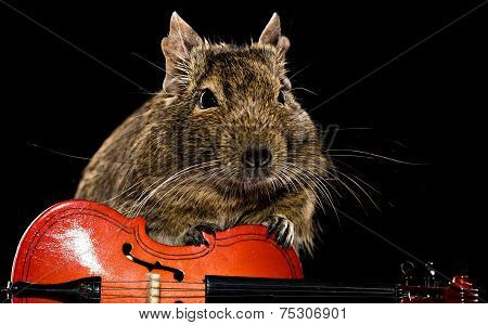 Degu Mouse Musician