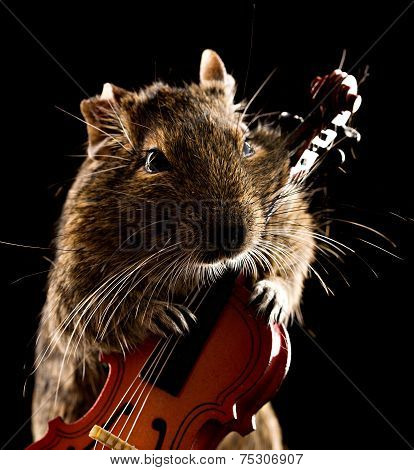 Degu Mouse Playing Cello