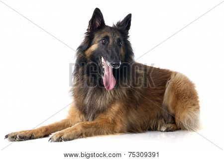 Belgian Shepherd Tervueren