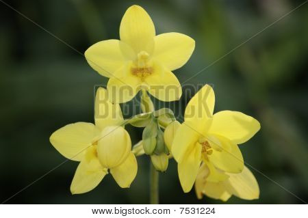 Wild Orchid.